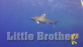 Little Brother