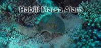 Habili Marsa Alam