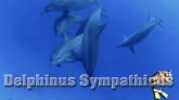 Delphinus Sympathicus