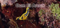 Oum El Arouk