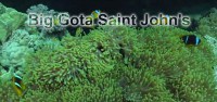 Big Gota Saint John‘s