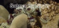 Sataya by Night