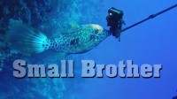 11 octobre 2016 - Small Brother