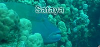 Sataya