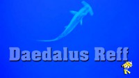 12 octobre 2016 -Daedalus Reef