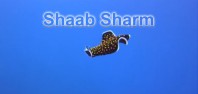 Shaab Sharm