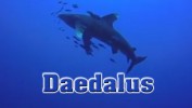 Daedalus