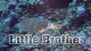 Little Brother